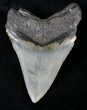 Serrated Megalodon Tooth - North Carolina #21721-2